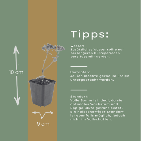 Livraison plante Sedum matrona