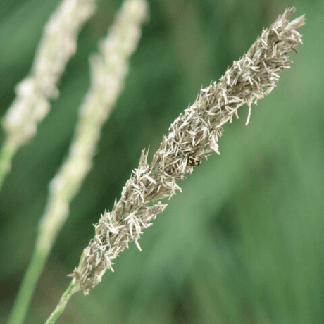 Livraison plante Sesleria autumnalis