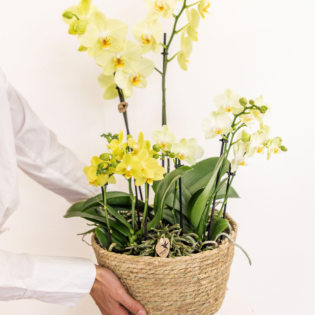 Livraison plante Set 3 orchidées jaunes et 3 Rhipsalis dans un panier en coton avec réservoir d'eau