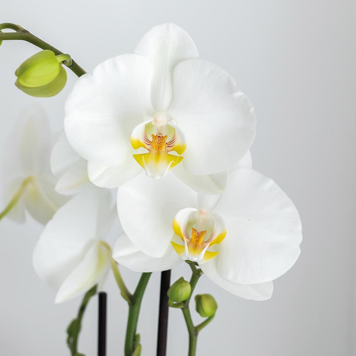 Livraison plante Set de Plantes Face - 2 - Face avec Phalaenopsis Orchidée Blanche