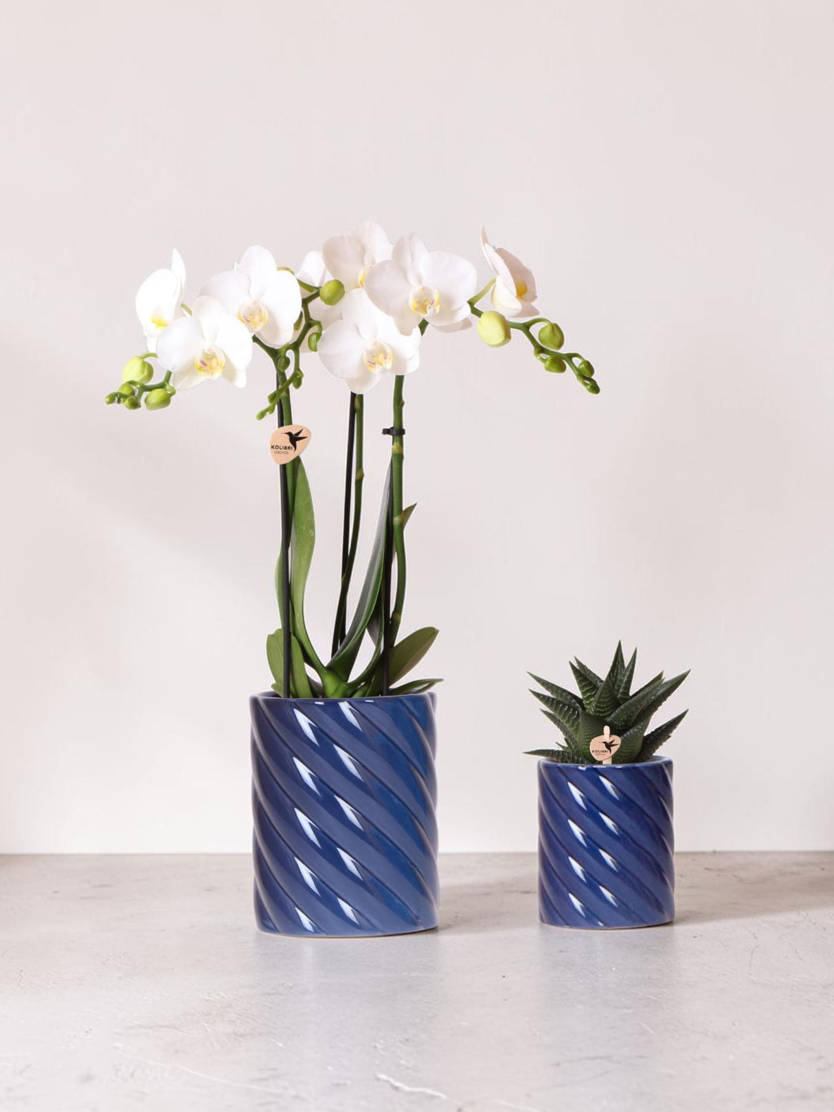 Set aus weißen Phalaenopsis-Orchideen und Haworthia in Bonbontöpfen