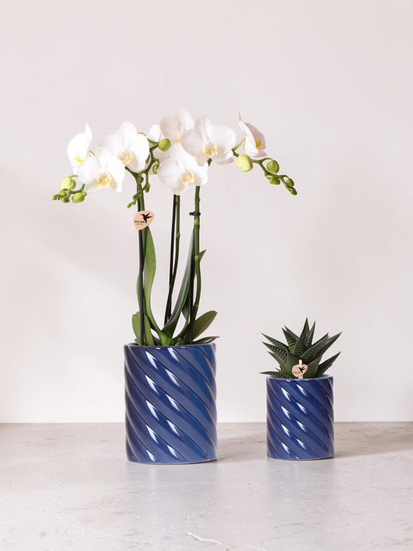 Witte Phalaenopsis-orchidee en Haworthia in snoeppotten