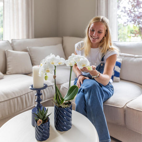 Livraison plante Set Orchidée Phalaenopsis blanche et Haworthia en pots Candy