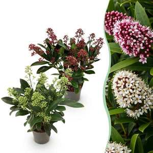 Livraison plante Skimmia japonica Duo – Lot de 2 – Pot 10,5 cm