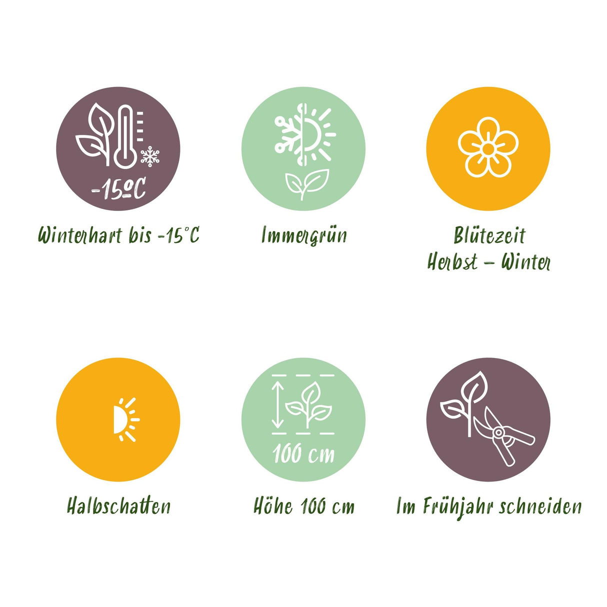 Livraison plante Skimmia japonica Duo – Lot de 2 – Pot 10,5 cm