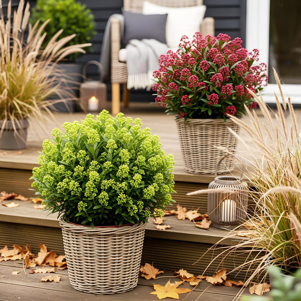 Livraison plante Skimmia japonica Duo – Lot de 2 – Pot 19 cm – Hauteur 60 cm