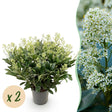 Livraison plante Skimmia japonica Finchy – Lot de 2 – Hauteur 60 cm