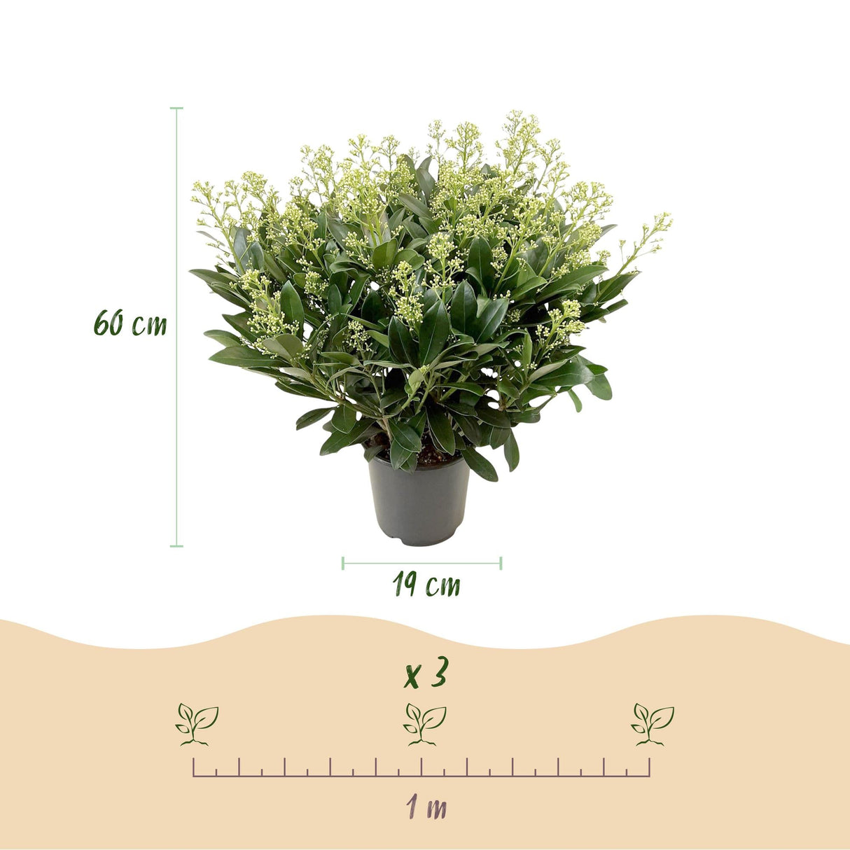 Livraison plante Skimmia japonica Finchy – Lot de 2 – Hauteur 60 cm