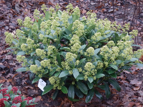 Livraison plante Skimmia japonica Finchy – Lot de 2 – Hauteur 60 cm