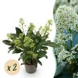 Livraison plante Skimmia japonica Finchy – Lot de 2 – Pot 10,5 cm
