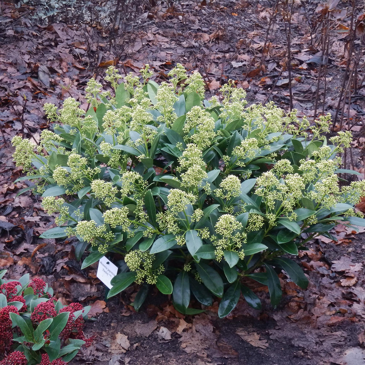 Livraison plante Skimmia japonica Finchy – Lot de 2 – Pot 15 cm