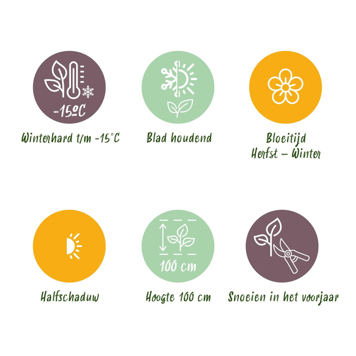 Livraison plante Skimmia japonica Finchy – Lot de 2 – Pot 15 cm