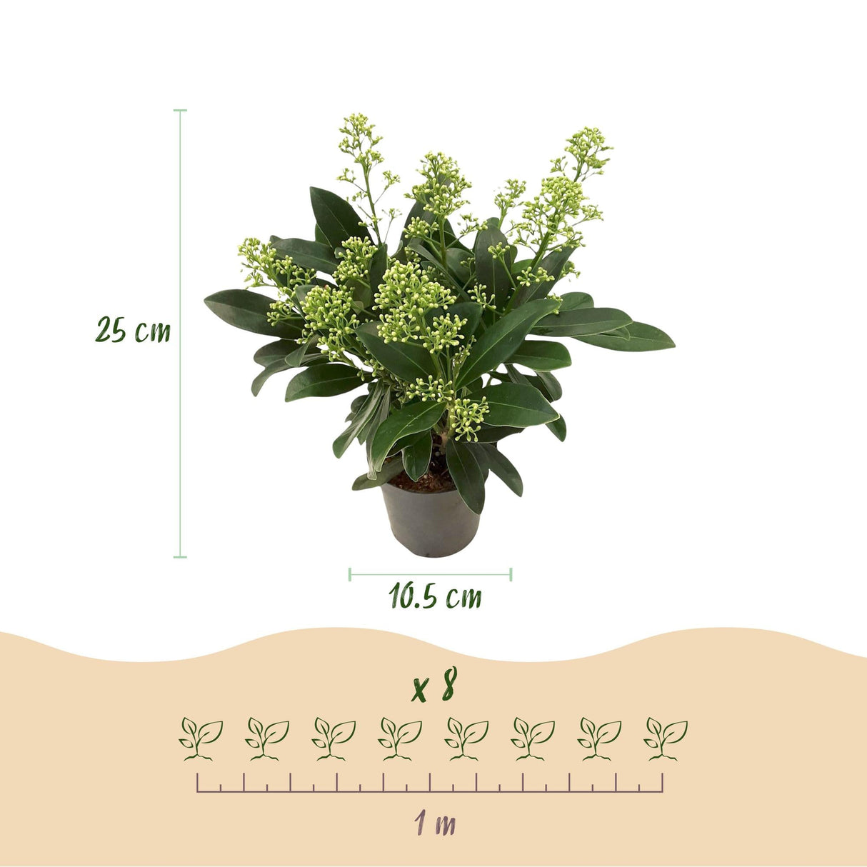 Livraison plante Skimmia japonica Finchy – Lot de 3 – Pot 10,5 cm