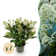 Livraison plante Skimmia japonica Finchy – Lot de 3 – Pot 15cm – Hauteur30cm