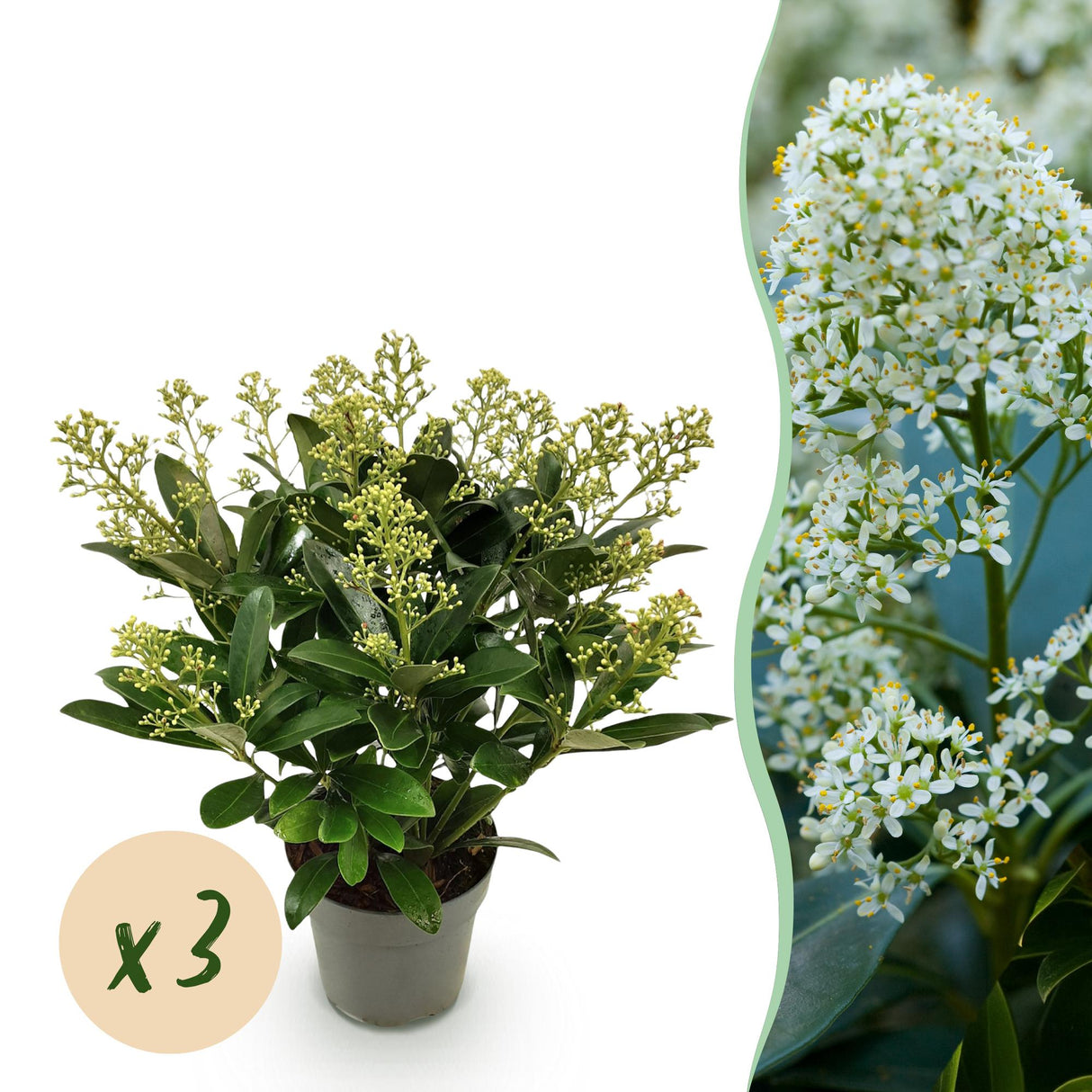Livraison plante Skimmia japonica Finchy – Lot de 3 – Pot 15cm – Hauteur30cm