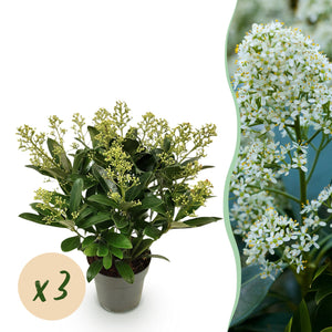 Livraison plante Skimmia japonica Finchy – Lot de 3 – Pot 15cm – Hauteur30cm