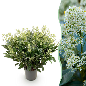 Livraison plante Skimmia japonica Finchy – Pot 19 cm – Hauteur 60 cm