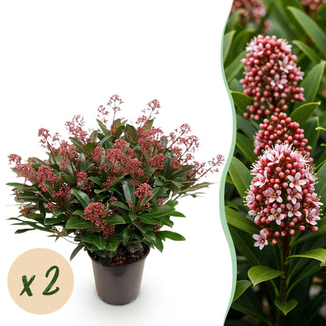 Livraison plante Skimmia japonica Rubella – Lot de 2 – Hauteur 60 cm