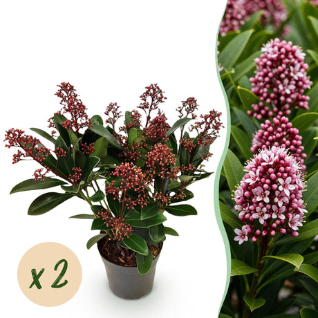Livraison plante Skimmia japonica Rubella – Lot de 2 – Pot 10,5 cm