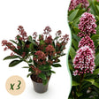 Livraison plante Skimmia japonica Rubella – Lot de 3 – Pot 10 cm