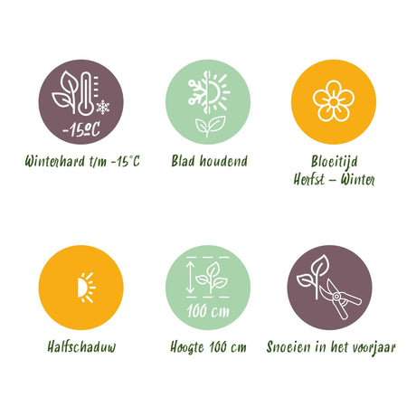 Livraison plante Skimmia japonica Rubella – Lot de 3 – Pot 15 cm