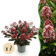 Livraison plante Skimmia japonica Rubella – Lot de 3 – Pot 15 cm