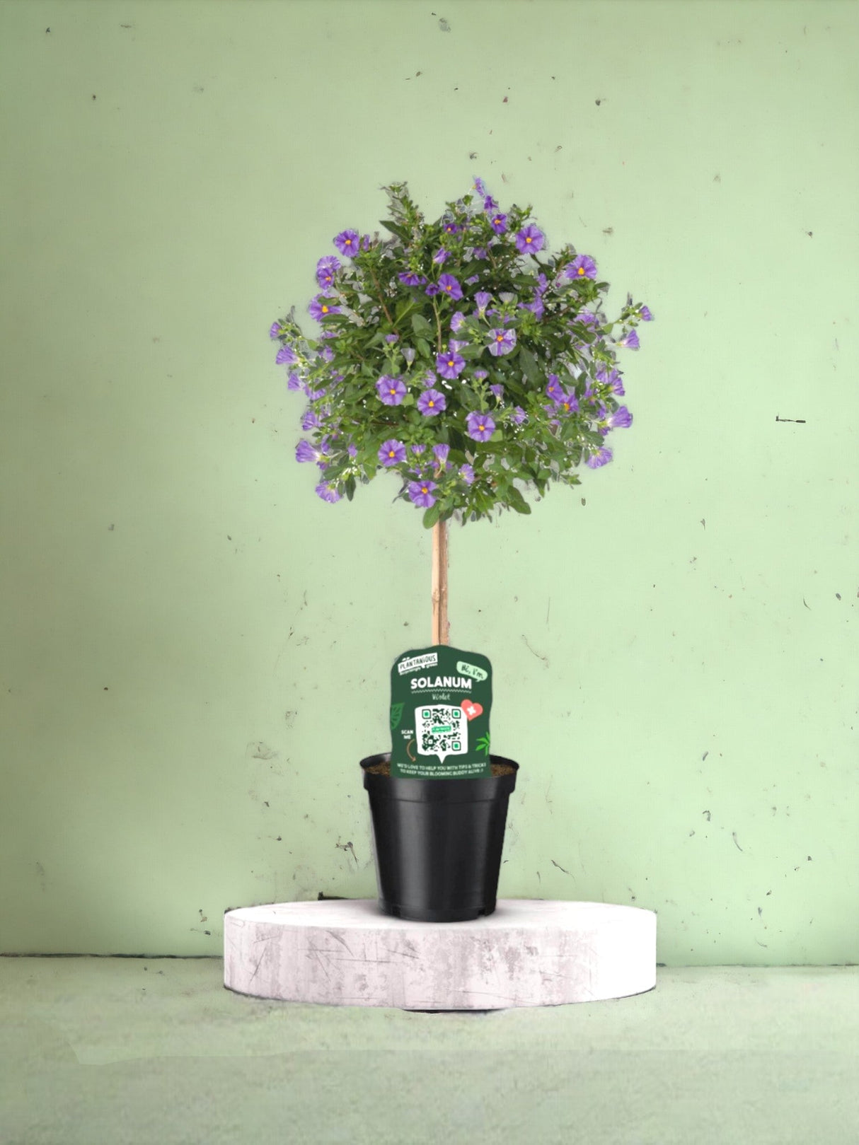 Livraison plante Solanum Rantoineti violet