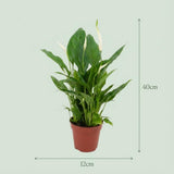 Livraison plante Spathiphyllum