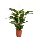 Livraison plante Spathiphyllum Blanc