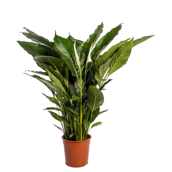 Livraison plante Spathiphyllum 'Sweet Sebastiano'