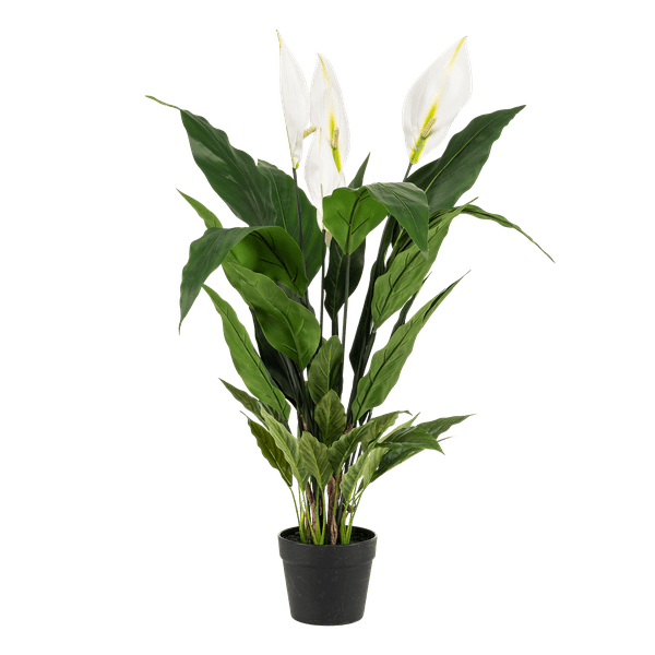 Livraison plante Spathipyllum - fleur de lune artificiel