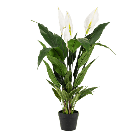 Livraison plante Spathipyllum - fleur de lune artificiel