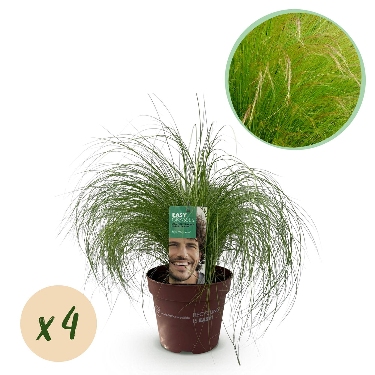 Livraison plante Stipa tenuifolia Pony Tails – Lot de 4 – Hauteur 50 cm