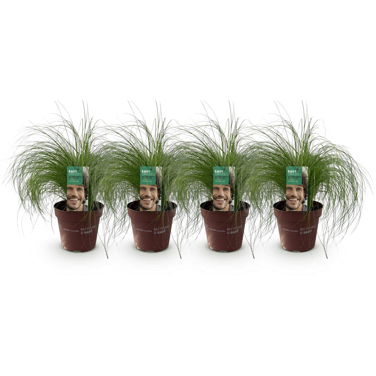 Livraison plante Stipa tenuifolia Pony Tails – Lot de 4 – Hauteur 50 cm