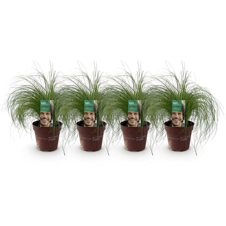 Livraison plante Stipa tenuifolia Pony Tails – Lot de 4 – Hauteur 50 cm