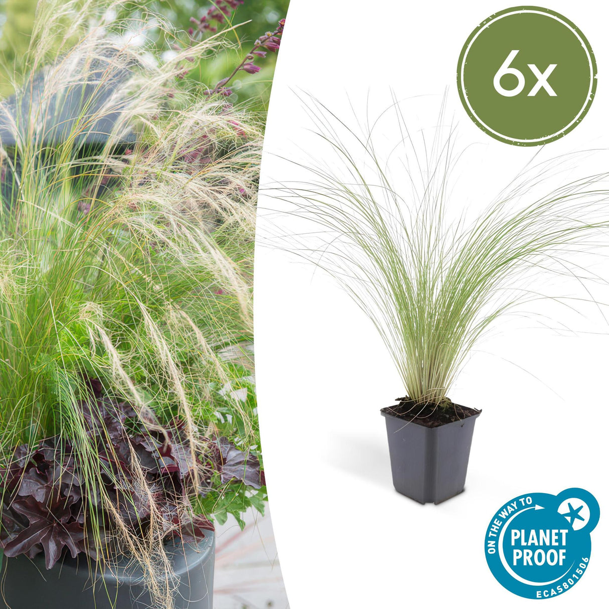 Livraison plante Stipa tenuissima Ponytails