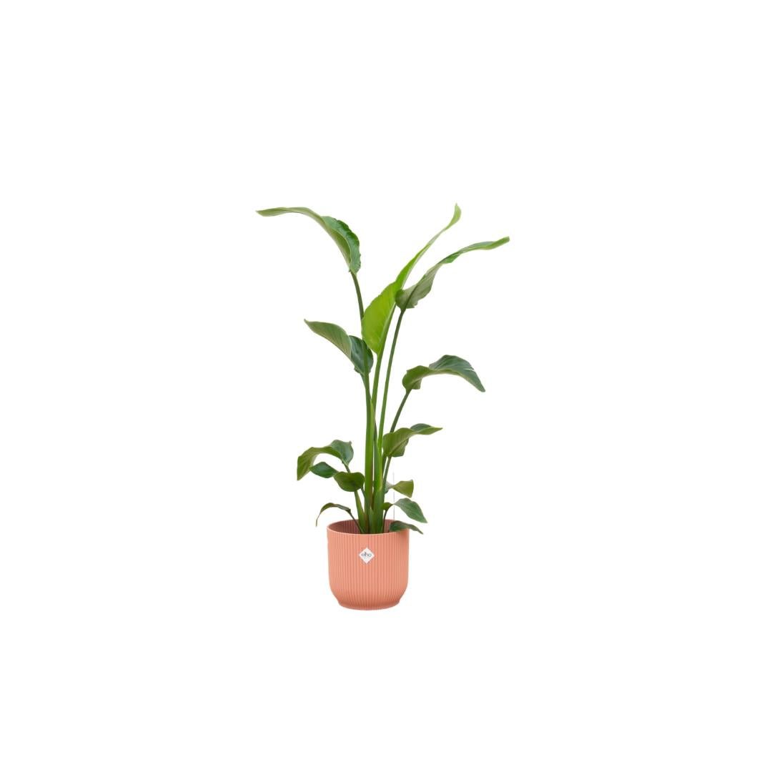 Livraison plante Strelitzia Nicolai 120 cm et son pot