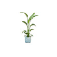 Livraison plante Strelitzia Nicolai 120 cm et son pot