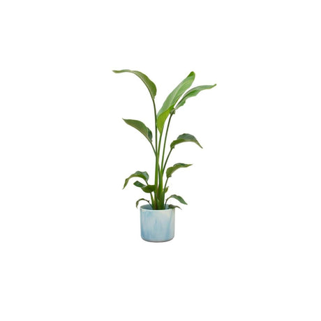 Livraison plante Strelitzia Nicolai 120 cm et son pot