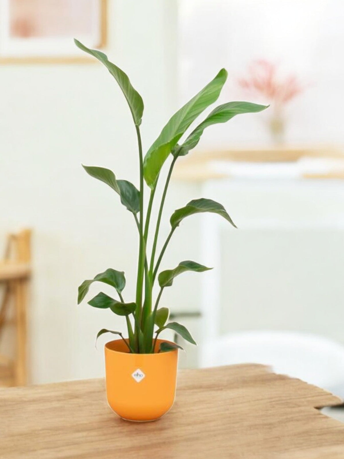 Strelitzia Nicolai 120 cm und sein Topf