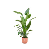 Livraison plante Strelitzia Nicolai 170 cm et son pot