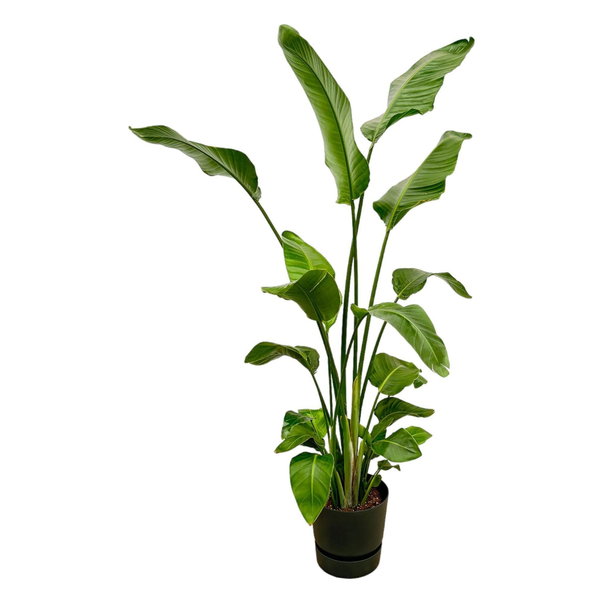 Livraison plante Strelitzia Nicolai 170 cm et son pot