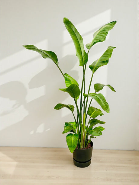 Livraison plante Strelitzia Nicolai 170 cm et son pot