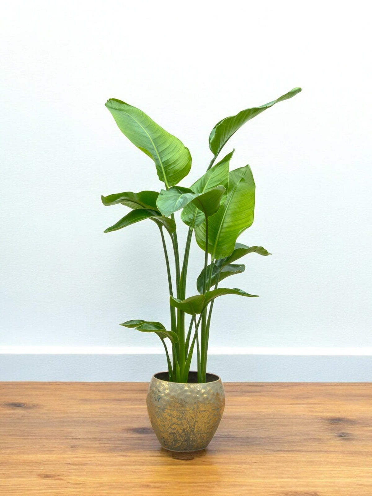 Strelitzia Nicolai – Majestätische 160 cm große tropische Pflanze