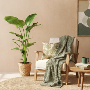 Livraison plante Strelitzia Nicolai