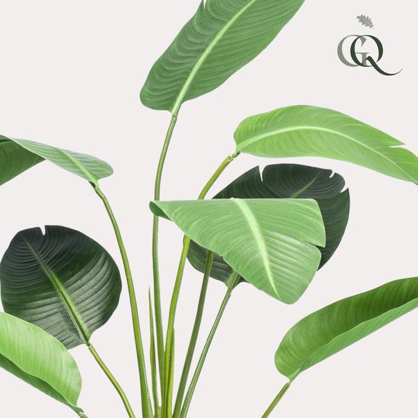 Livraison plante Strelitzia nicolai artificiel