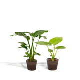 Livraison plante Strelitzia Nicolai - Lot de 2 plantes - Coffret cadeau
