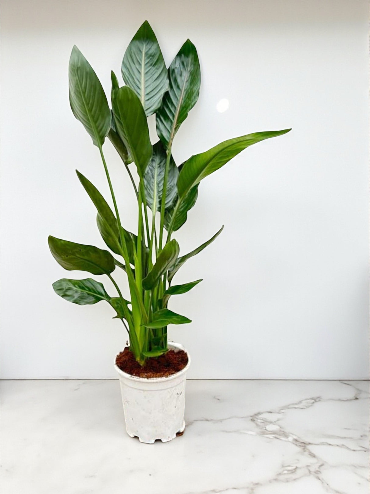 Strelitzia Reginae