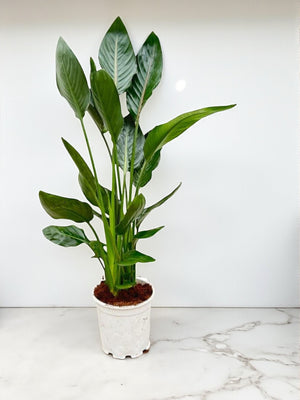 Strelitzia Reginae