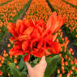 Livraison plante Super Tulip Mix - 100 Bulbes de Tulipes